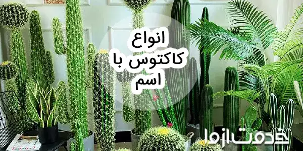 عکس انواع کاکتوس با اسم